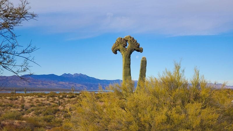 Crested Saguaro with a backdrop of Four Peaks Mountain and Roosevelt Lake.
