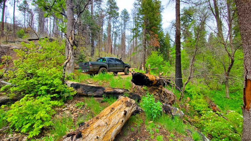 Black Truck on unpaved road flanked by green trees and shrubs. Dead wood resting on the forest floor surrounded by grass and bushes.