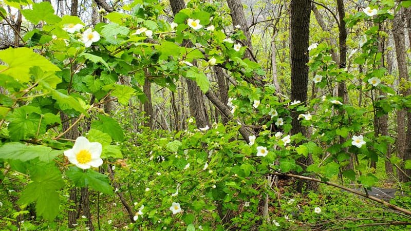 Dozens of white flowers with yellow centers and bright green leaves decorate the forest floor.